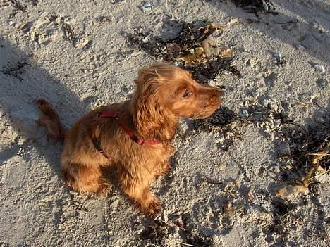 Cocker spaniel Smilla - Stranden og havet... Det er lige mig! billede 9