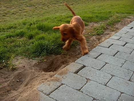 Cocker spaniel Smilla - Grave, grave, grave billede 10