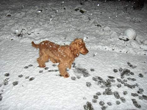 Cocker spaniel Smilla - sne.... Hmm det er da mægtig sjovt billede 11