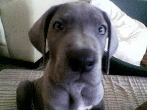 Grand danois Groggy himmelhund billede 5