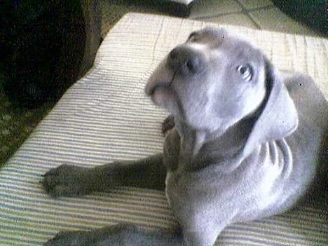 Grand danois Groggy himmelhund billede 6