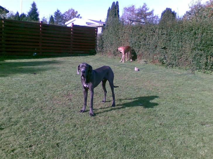 Grand danois Groggy himmelhund - drengene i haven billede 7