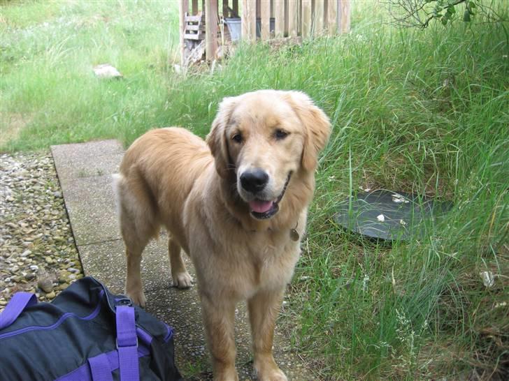 Golden retriever Ally billede 1