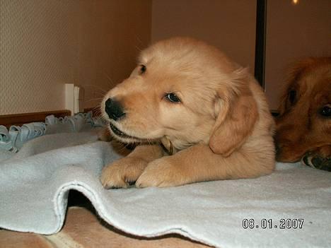 Golden retriever Ally - ca. 7 uger gammel med mor i baggrunden billede 2