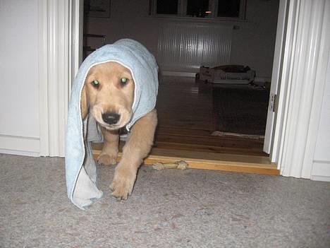 Golden retriever Ally - klar til et spa-ophold billede 3