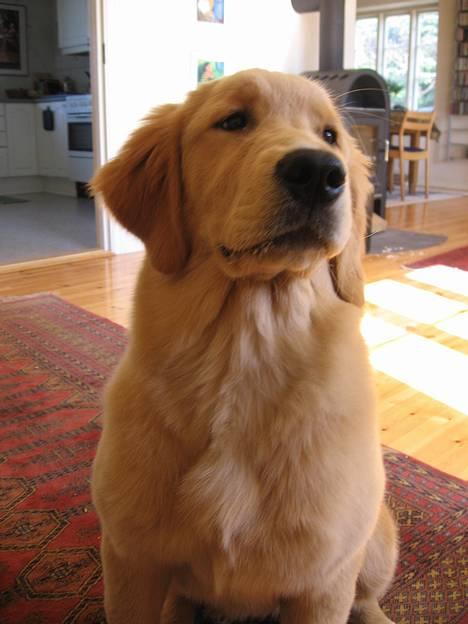 Golden retriever Ally - Hej, jeg er blet stoar billede 4
