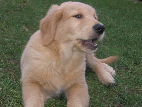 Golden retriever Ally - se min tunge - sødt ikke? billede 5