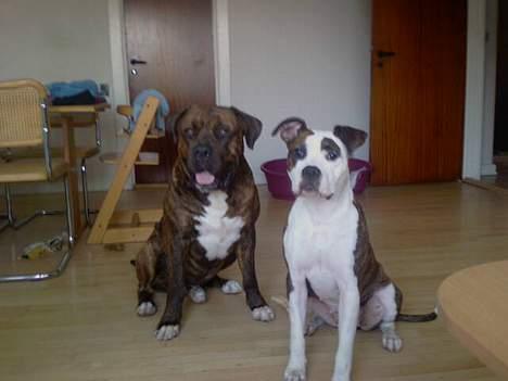 Blanding af racer Mailo  R.I.P. - Mailo og Tulle billede 20