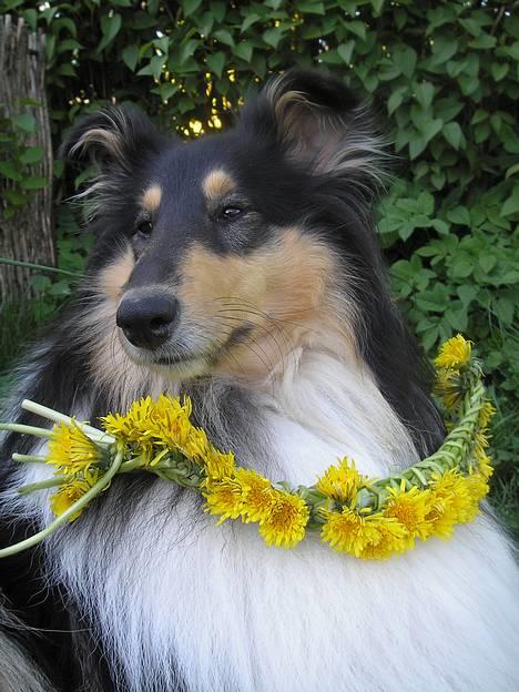 Collie langhåret Lucca   - Lucca i haven (sommer 2007) billede 8