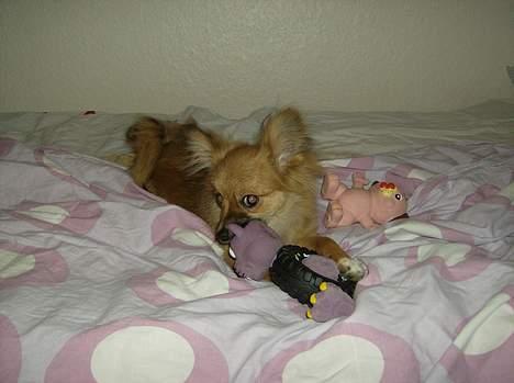 Blanding af racer Bjørn Mor/Svigermors HUND billede 8