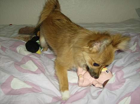 Blanding af racer Bjørn Mor/Svigermors HUND billede 9