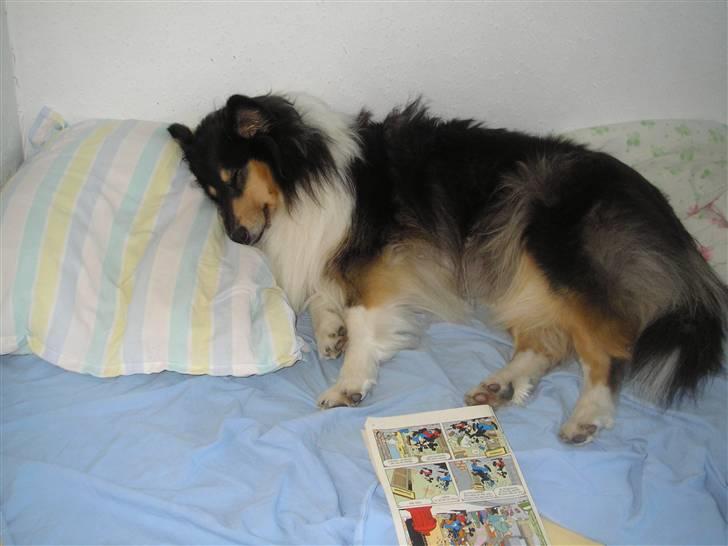 Collie langhåret Lucca   - Rart med en lille lur... billede 9