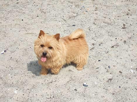 Norwich terrier Don Caspar - Kom nu, vi skal i vandet ! billede 11