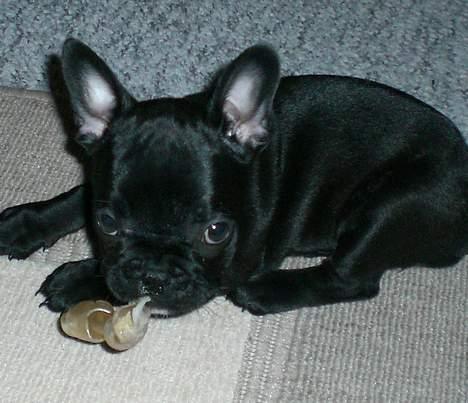 Fransk bulldog Coco billede 1