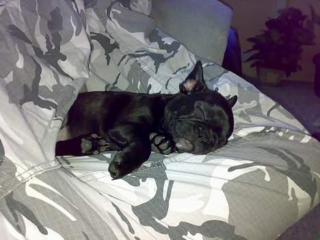 Fransk bulldog Coco billede 2