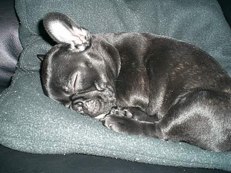 Fransk bulldog Coco billede 3