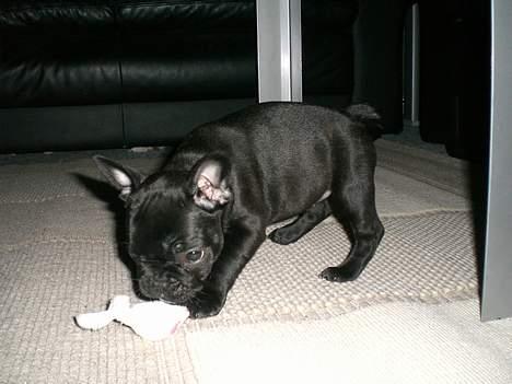 Fransk bulldog Coco billede 4
