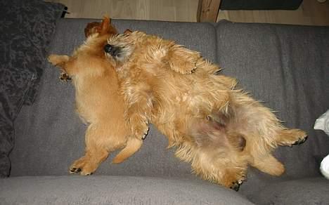 Norwich terrier Don Caspar - I bevistløs tilstand på sofaen. billede 12