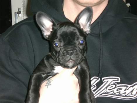 Fransk bulldog Coco billede 6