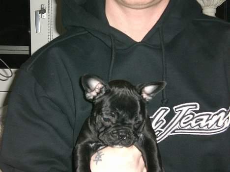 Fransk bulldog Coco billede 7