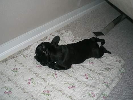 Fransk bulldog Coco billede 8
