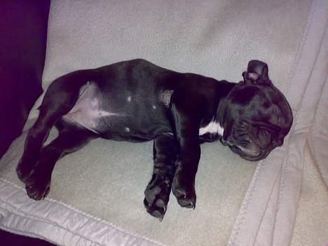 Fransk bulldog Coco billede 9