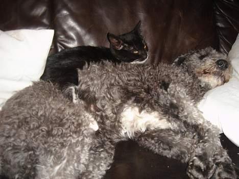 Blanding af racer Chios - Pip og Chios sover middagslur billede 7