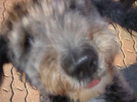 Blanding af racer Chios - BØH billede 8