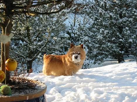 Norwich terrier Don Caspar billede 13