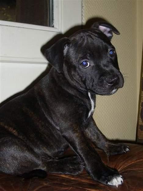 Staffordshire bull terrier Cisco billede 1