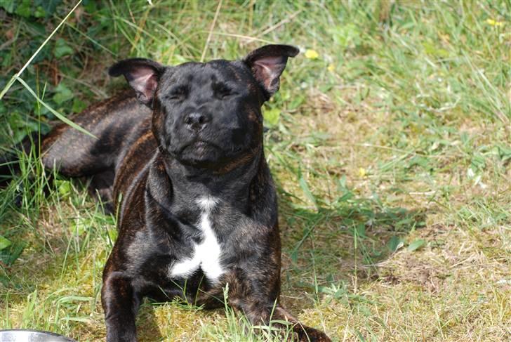 Staffordshire bull terrier Cisco - Nyder solen billede 2