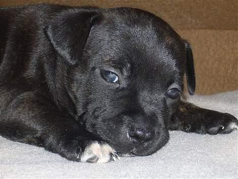 Staffordshire bull terrier Cisco billede 3