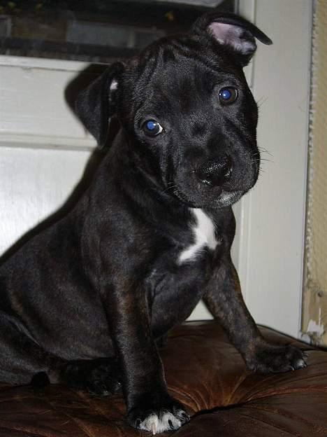 Staffordshire bull terrier Cisco - Er jeg ikke sød? billede 4