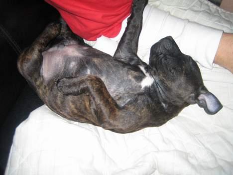 Staffordshire bull terrier Cisco - Og jeg tager en slapper... billede 5