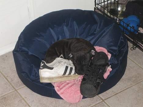 Staffordshire bull terrier Cisco - Det bedst at putte med mors og fars sko, når man er alene billede 6