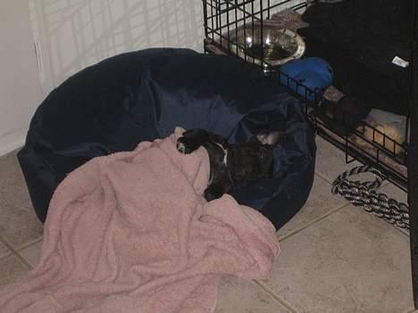 Staffordshire bull terrier Cisco billede 7