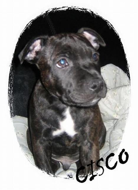 Staffordshire bull terrier Cisco - ca. 13 uger gammel (Tak for billedet Charlotte) billede 8