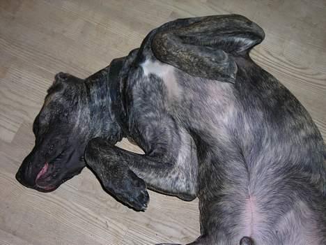 Dogo canario Capone *R.I.P 2009* billede 3