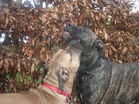 Dogo canario Capone *R.I.P 2009* billede 4