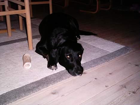 Blanding af racer Balloo billede 16