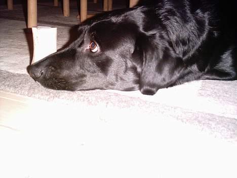 Blanding af racer Balloo - Ja, er meget spids.. billede 17