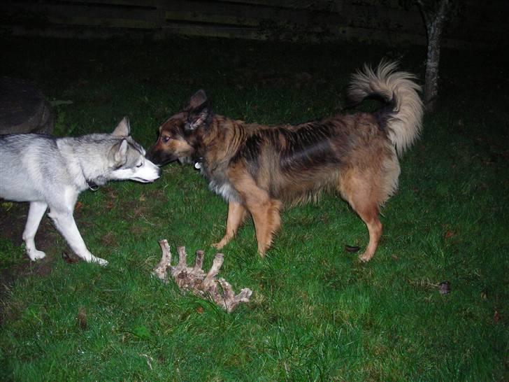 Blanding af racer Zasca... Tess... - velkommen..... :-) hehe billede 1