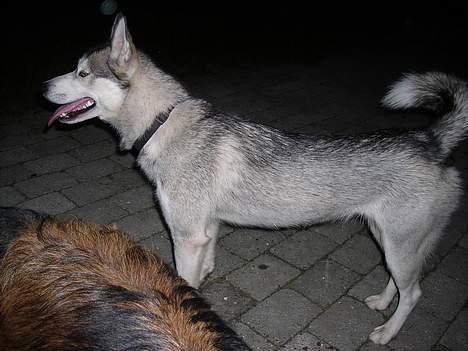 Blanding af racer Zasca... Tess... - se lige mig.... hehe  billede 2