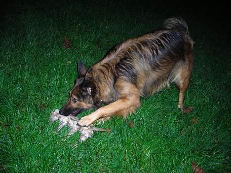 Blanding af racer Zasca... Tess... - hmm.. et lækkert kødben  billede 3