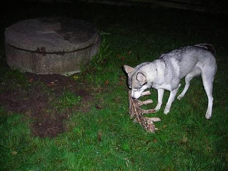 Blanding af racer Zasca... Tess... - ja men det er mit billede 4