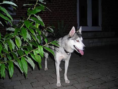 Blanding af racer Zasca... Tess... - ser jeg ikke bare saå dejlig ud....hehe billede 5