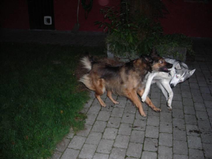 Blanding af racer Zasca... Tess... - nu har jeg dig ( de leger) billede 6