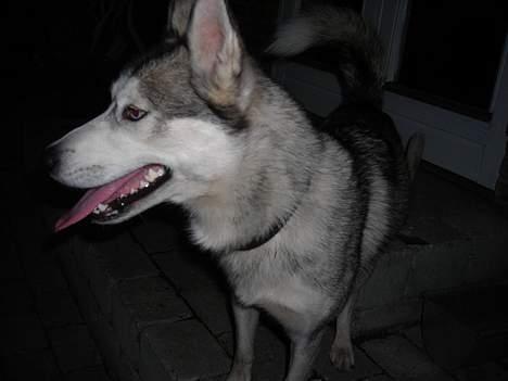 Blanding af racer Zasca... Tess... - jeg overvejer at blive fotomodel... hvad synes i.... billede 7