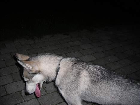 Blanding af racer Zasca... Tess... - hvad er det der nede billede 8