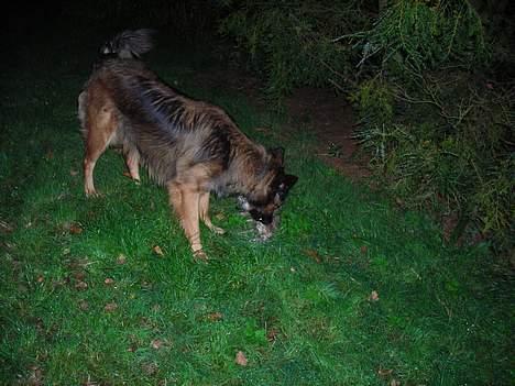 Blanding af racer Zasca... Tess... - ja og her ser man så mig super søde miig..... billede 9